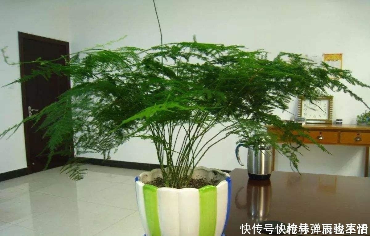 黄叶|文竹黄叶不要急,给它一点“甜头”,叶片绿油油