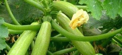 增强|西葫芦好处多，最佳搭配食用，能增强免疫力、补脾胃、补肝肾等！