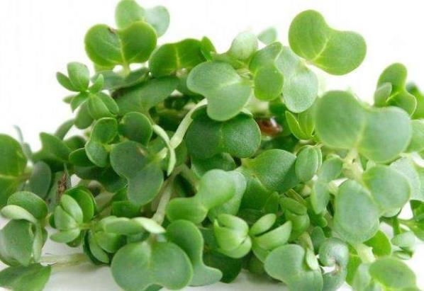 异硫氰酸盐|此菜是“妇女之友”，常吃清肺润肺、排肺毒，预防乳腺癌和痛经