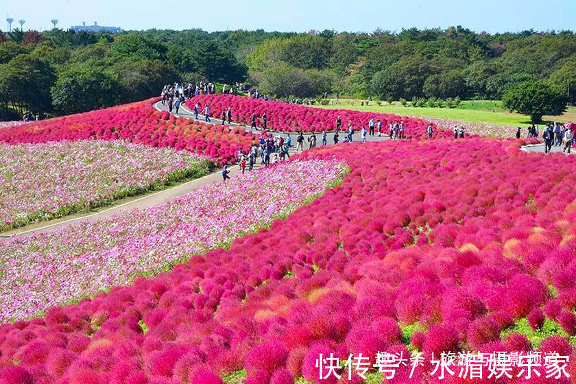 扫把草|日本“花海”吸引游客围观，国人看后纳闷这不就是片扫把吗