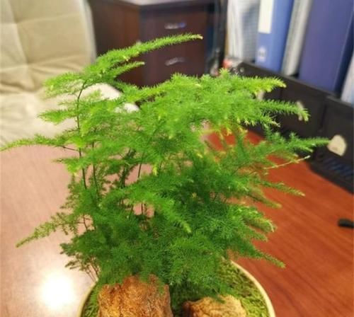 养眼|这种“杀菌花”,家里摆一盆,养眼还养人,家人身体好,值得拥有