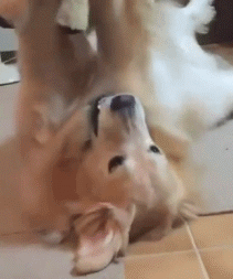 |搞笑GIF图:小姐姐的大长腿要逆天啊。