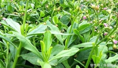 人参菜含|此菜是女性的“黄体酮”,每天吃一点,通乳散结,皮肤更有弹性