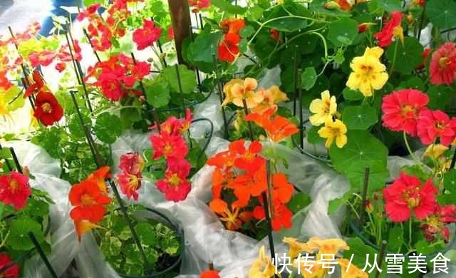 叶片|有种花比吊兰好养,叶片比荷叶好看,冬季也开花