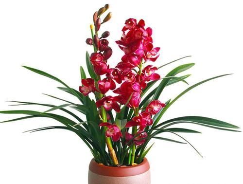 兰花|蝴蝶兰和兰花养护方法有差别，了解这三点，养哪一种也不难