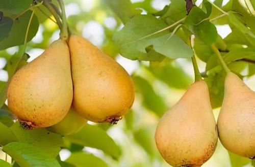 维生素c|想养生得会吃，3种食物换着吃，缓解体虚，补血益气，养心安神