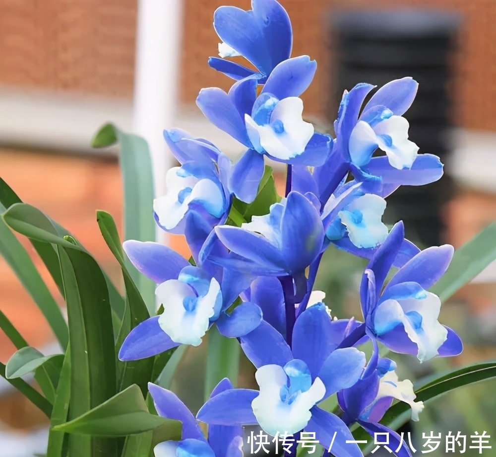 此兰只应“天上”有,人间哪得几回闻,兰色清雅,让人一见钟情