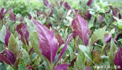 体质|会吃的人最健康，3种食物不可少，排毒养颜，改善体质