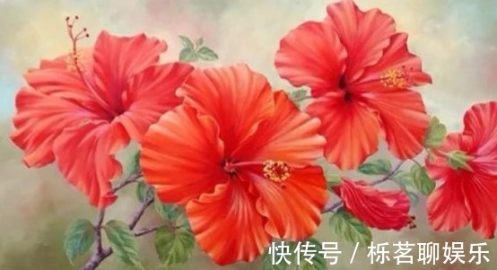 扶桑|三种正能量的花,寓意极好家人兴旺,喜欢赶紧养一盆!