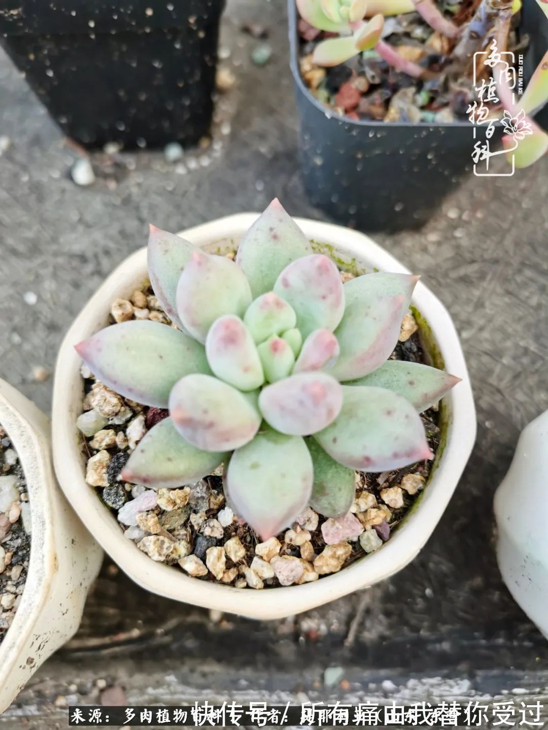 人如多肉,经阳光雨露历练后,亦会越挫越勇!