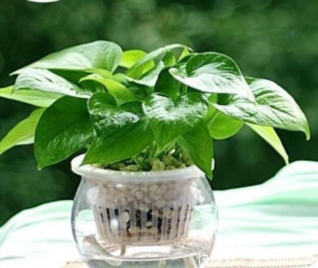 养绿萝也有“小技巧”,学会这3招,黄叶无处逃,轻松变成绿瀑布!