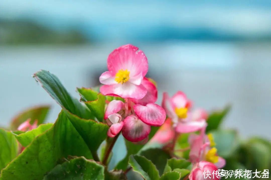  开花|开花时间PK，秋海棠第二，就没花敢称第一