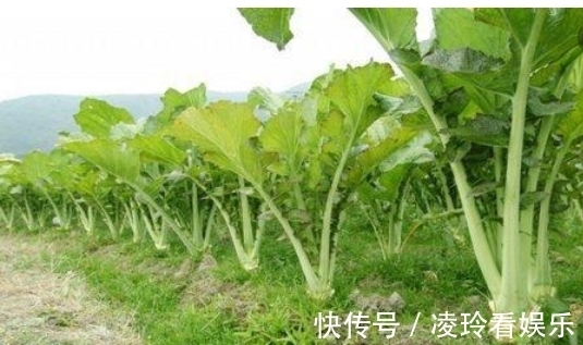 芥菜|这种野菜很多人没吃过，不仅含钙量极高，还有这些神奇的功效！