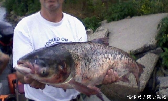 公开秘籍!“鲢鳙九阴真经”送给爱钓鲢鳙的你!