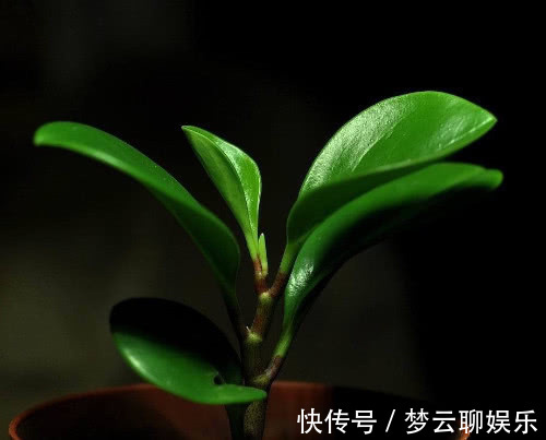 豆瓣绿|豆瓣绿怎么养更鲜艳教你3个小妙招,养出翠绿旺盛的豆瓣绿