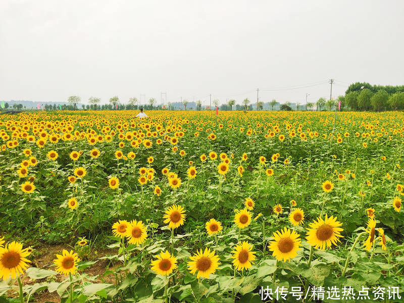 鄉村變花海濟南六萬株向日葵田野中綻放 中國熱點