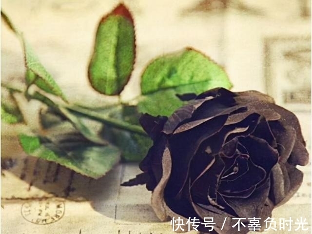 世界上最罕见的花——黑色玫瑰