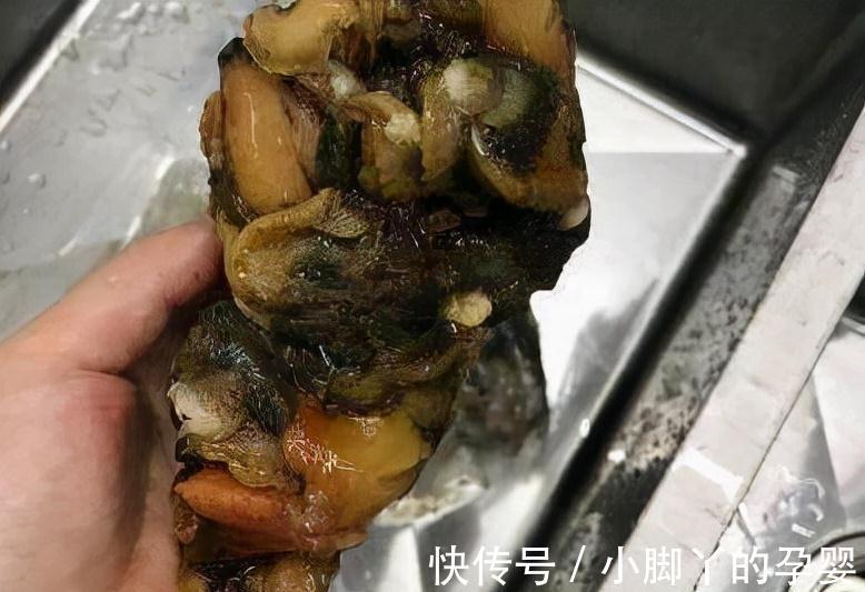 君子兰,蟹爪兰总是不开花,弄条鱼养一养,花朵到处乱窜