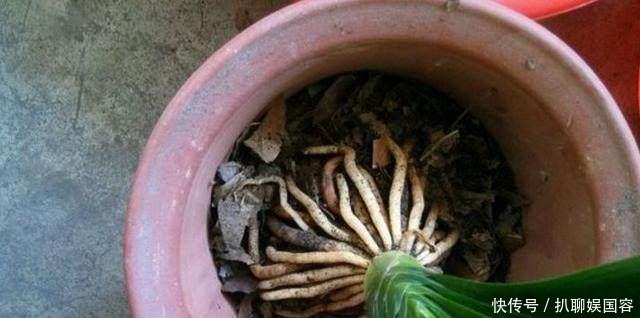 生长|君子兰盆里丢点这个,叶子油绿发亮,一年花开2次!