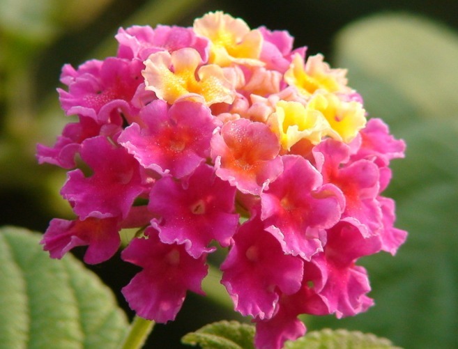 1种花，花开“五色”，比菊花好看，比杜鹃好养，花开四季不停歇