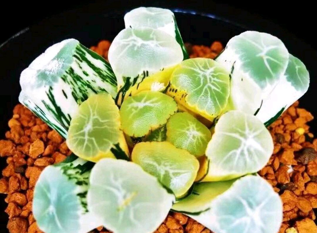 爆盆出锦的多肉可以换盆吗选对换盆方式,疯长爆盆还易出锦