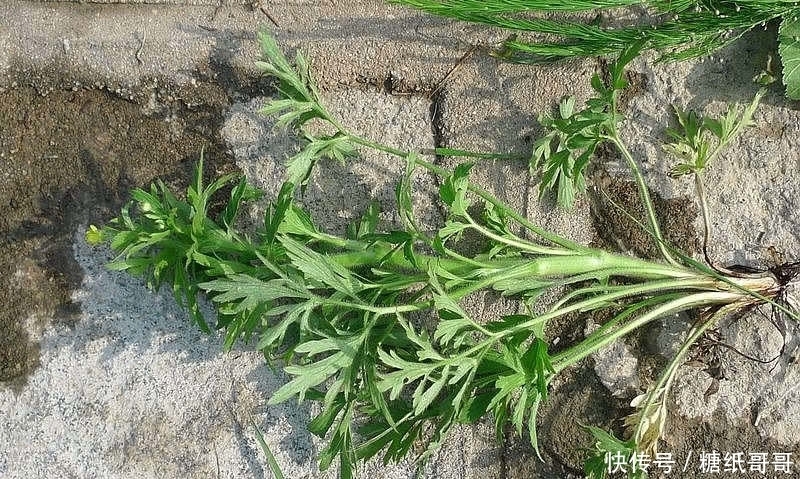 这种野草,民间俗称“野桑葚”,常被错认成艾草,见到请别碰它