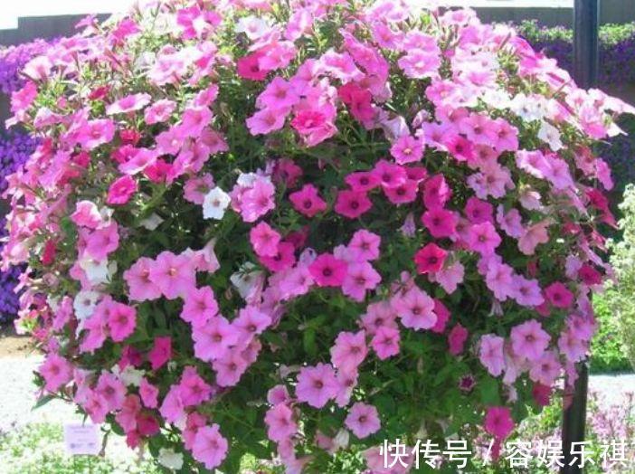 给水肥|4种花养家里,漂亮又便宜,沾土就开花,一开就是300多天