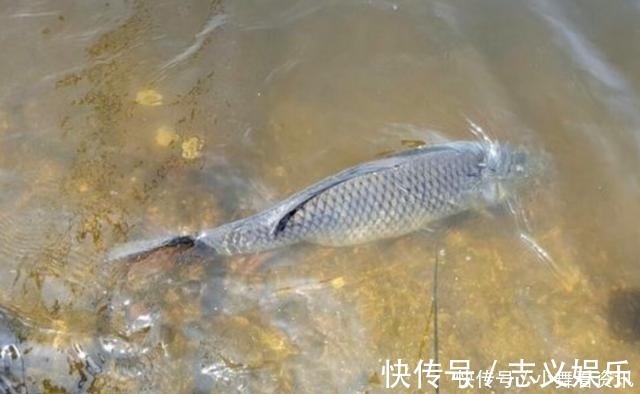 为什么刚挖的水塘什么都没有,过几天就会有鱼可算是知道了