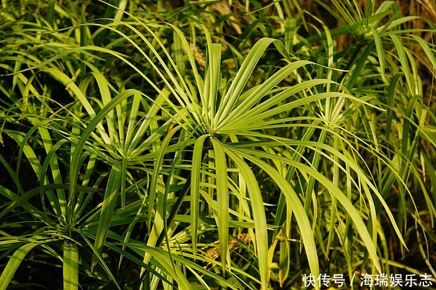 这5种年宵花,寓意佳颜值高,等你搬回家