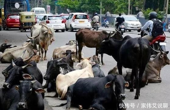 印度人|在印度被视为圣物的牛,最后牛一般是怎么处理的?开眼界了
