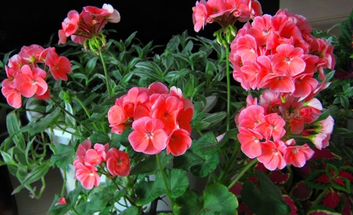 养花试试这几款,艳丽动人深受花友喜爱