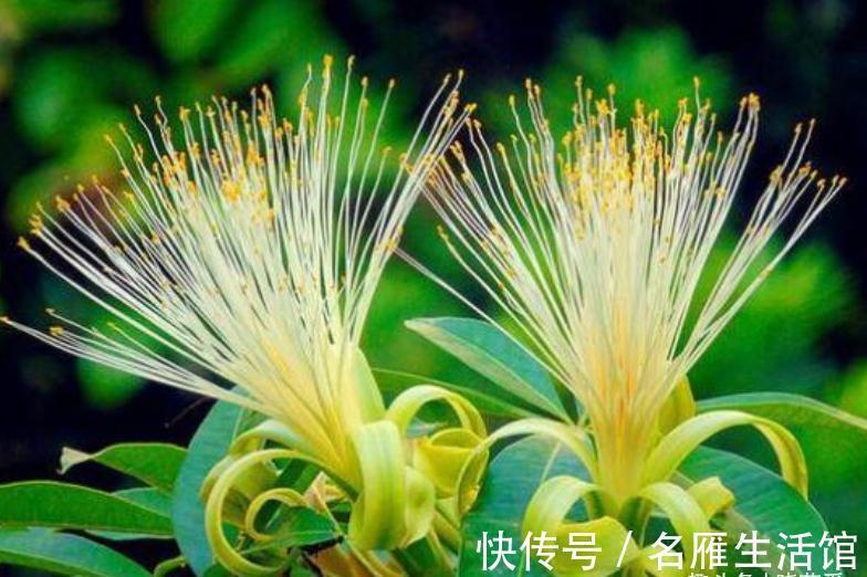 枝叶|客厅见树,家业稳固!适合客厅养的五种树,大气美观,幸福感倍增