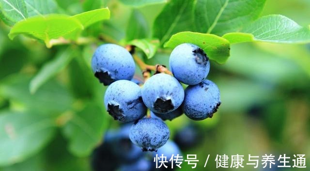 蓝莓|5种食物养皮肤,女性常吃延缓衰老不长皱!