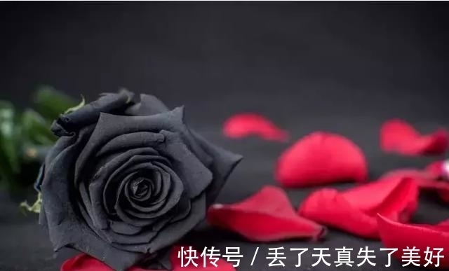 6款黑色鲜花!养过一种就是大神!