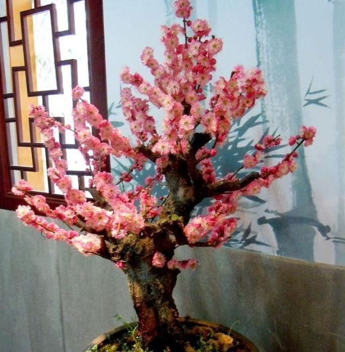 5种花适合夏天养,开花爆盆花期长,开花红红火火,大吉大利