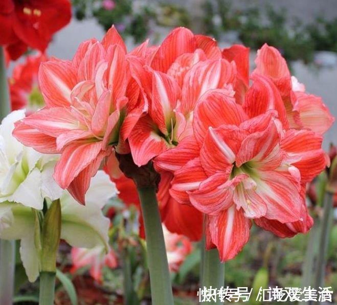 新手|最适合新手养的4种花,沾土就能活,满树都是花朵,漂亮极了