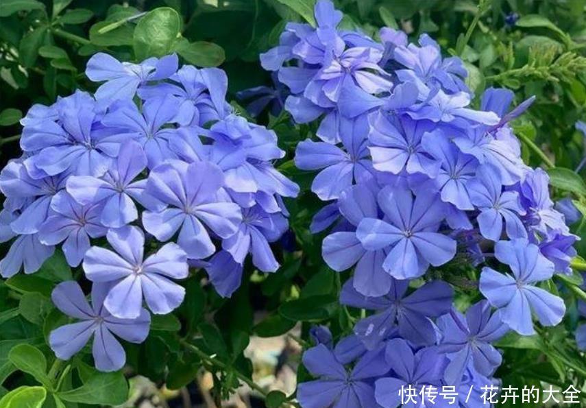 新手养花,就买3种“便宜又好养”的花,花期长、花朵多!