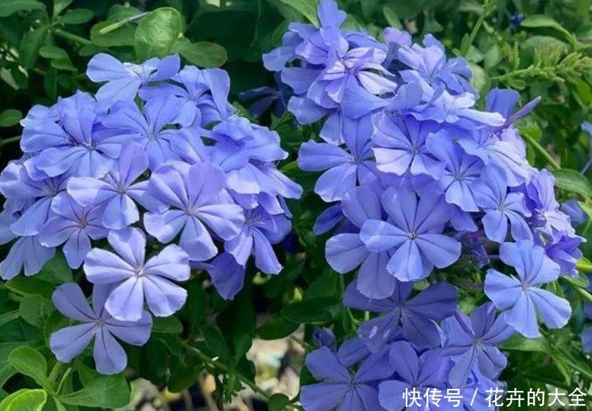 新手养花，就买3种“便宜又好养”的花，花期长、花朵多！