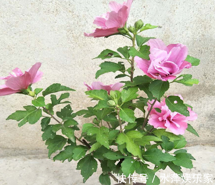 山丹|家里有老人和小孩就养五种花,老人延年益寿,小孩更健康