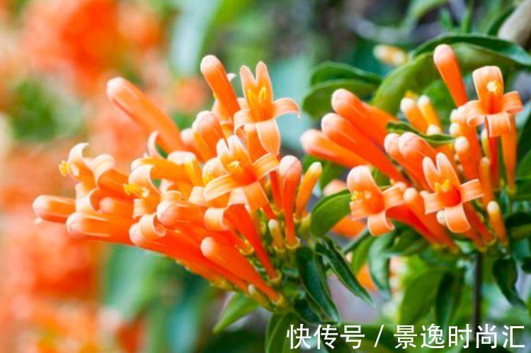 芹叶牡丹|几款艳丽的花卉,漂亮又好闻,全年开花不断,美观大气