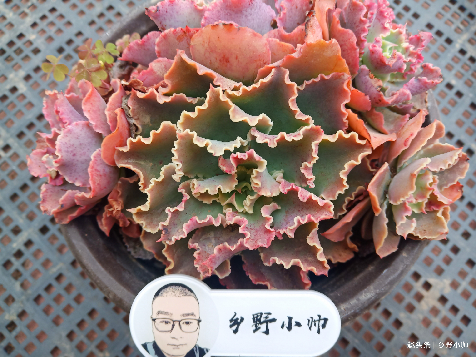 长大|想要多肉长大,注意不要做这几点,肉肉不仅大状态也美