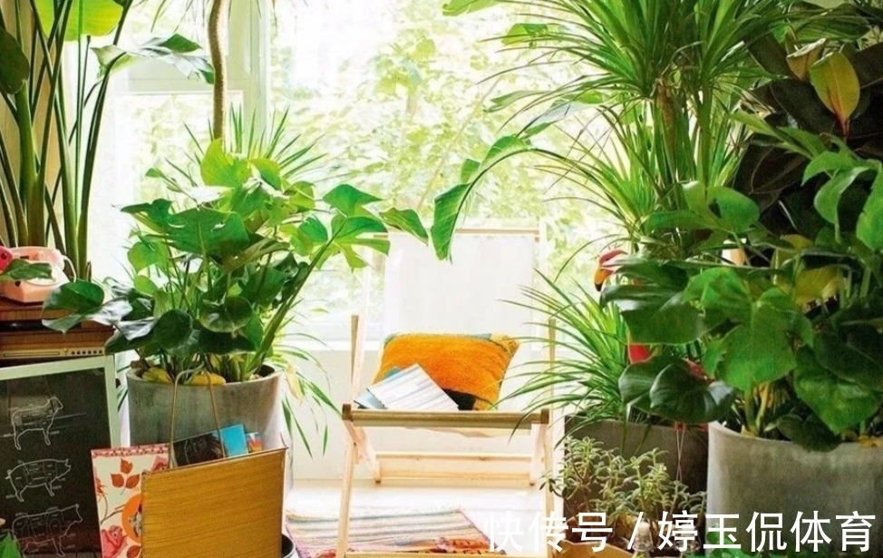 有害气体|6种漂亮的植物,适合在卧室养,能缓解疲劳,改善睡眠