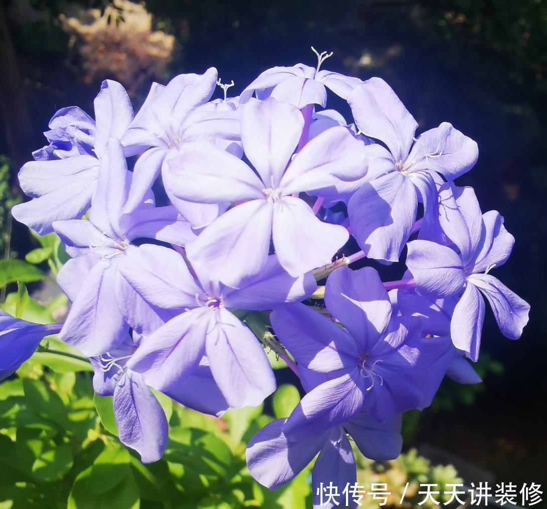 鲜艳|适合夏天养的“4种花”,越晒太阳,花越多越鲜艳越美丽
