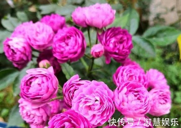 喜欢养花,不如养盆葡萄园之歌,一年四季开花不停,花朵烂漫,美