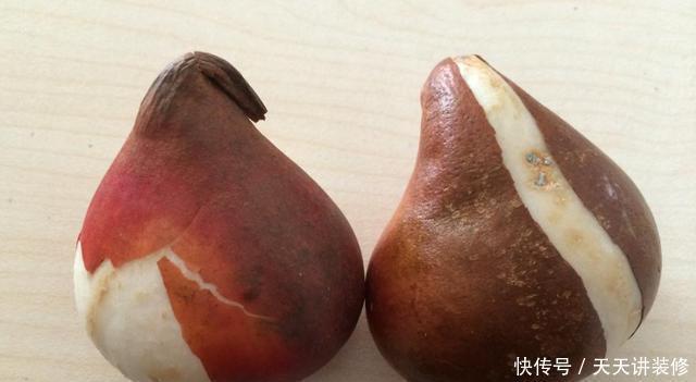 栽种郁金香要注意,它有“2种球”,其中一种不开花,只会长叶子