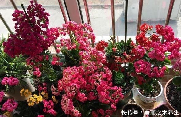 养花就要懂得自制肥,教你2种方法,好用不烧根,一点就够了!