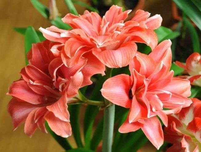 长花|居家就养此款花卉,从年初开到年尾,花期长花量大,还特漂亮