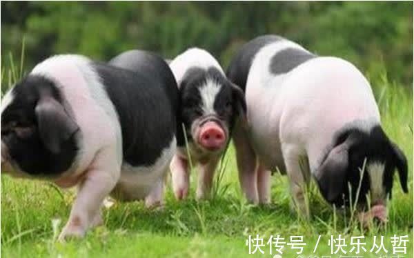 肝火过旺|“亥猪人”过了49岁，“大金猪”的后半辈子，将会“猪猪得意”！