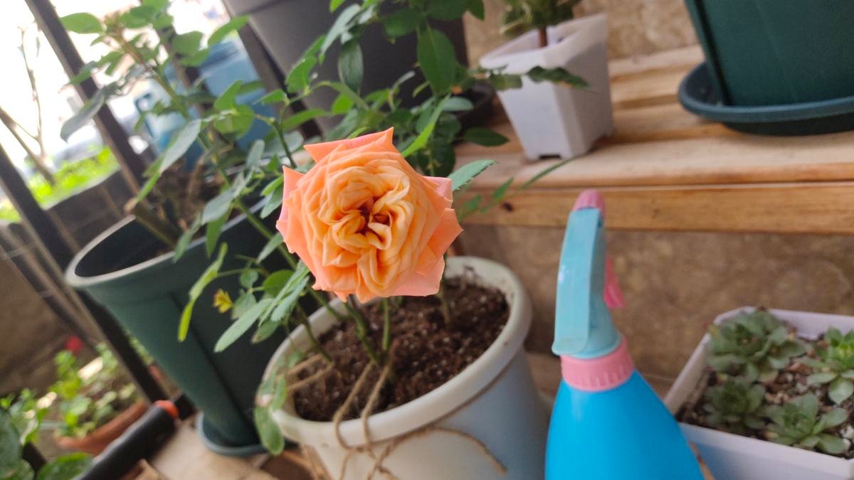 5种花现在别换盆，掉花落叶没商量，一不小心只剩光盆