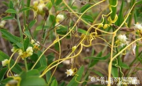 这全身都是“金丝”的植物，你见过没中医说它可是男性的福音